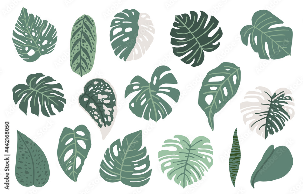 Leaf summer object with monstera Leaf summer object with monstera
