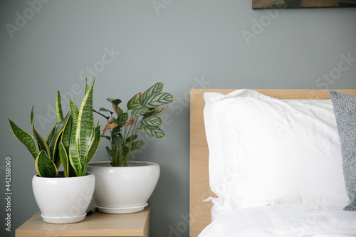 two vase of plant on the side table. indoor plant. snake plant