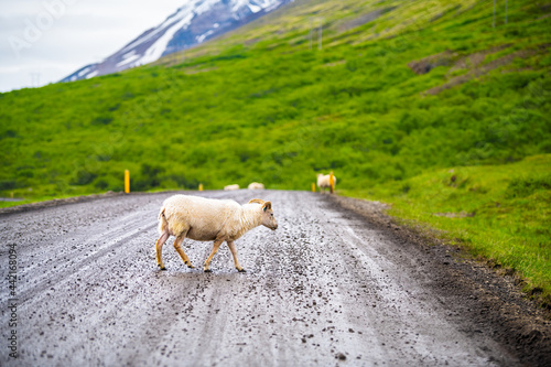Sheep herd one baby lamb with horns in Iceland countryside rural crossing ring road dirt path in east country summer walking photo