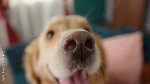 Golden retriever is sitting on the sofa in living room. Fluffy dog playing at home, big puppy waiting for his owner to go for a walk. Close-up of happy pet looking and sniffing, wet nose.  photo