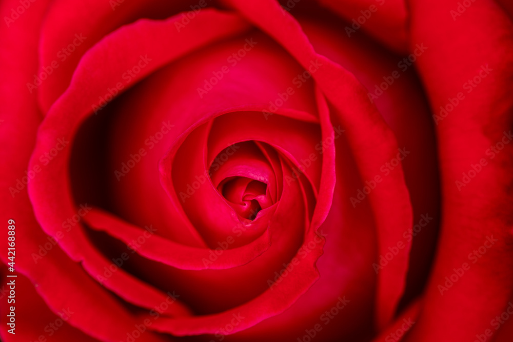 Rose, abstract background or texture. Top view. Rose, abstract background or texture. Top view.