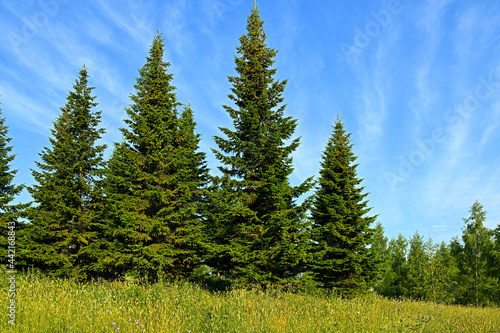 Picturesque summer landscape with spruces. Mitino landscape park. Moscow, Russia