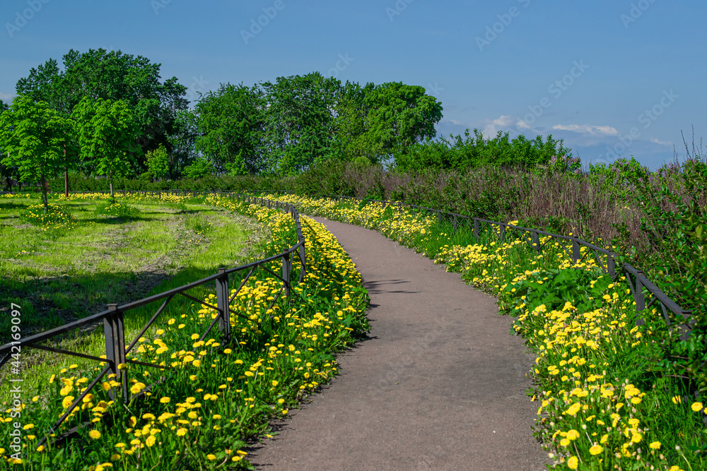 Obraz premium Walking round footpath, trail turning left between grass with blooming yellow dandelions behind a small metal fence, green trees against a blue sky, spring park on the hill