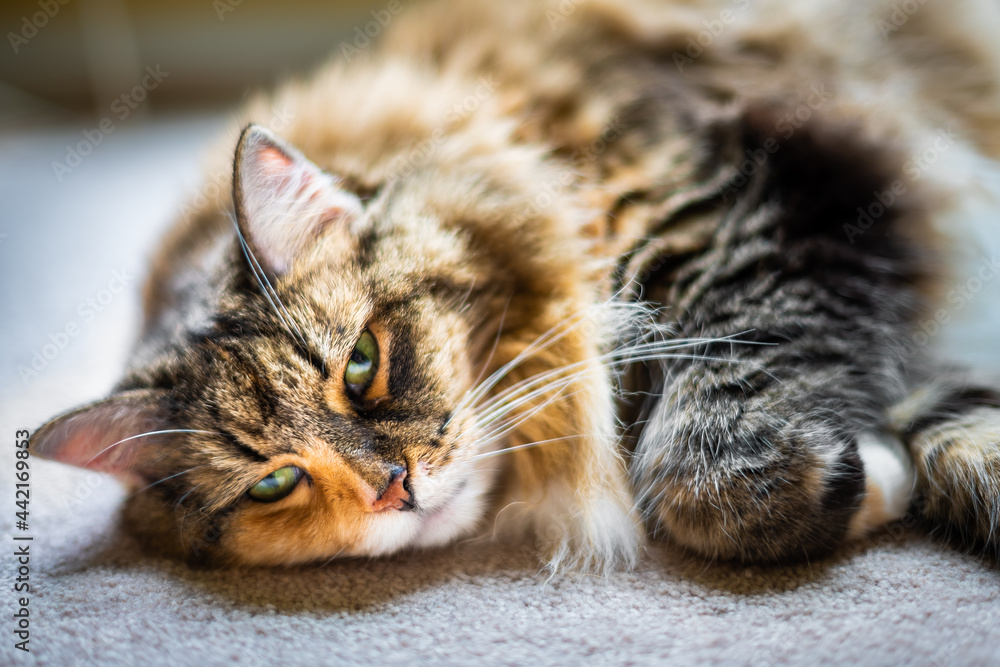 Closeup face of fluffy cute sleepy calico maine coon cat face lying down on carpet floor in bedroom or living room with curled paw looking with green eyes - obrazy, fototapety, plakaty 