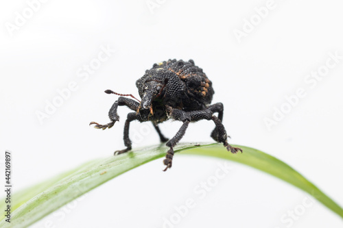 beautiful Mango Seed Weevil stock photo