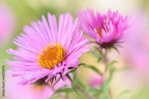 Michaelmas daisy flower - close up. Natural pastel color background.