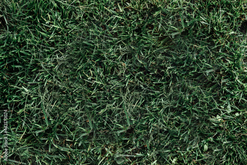 Dark green grass texture from golf course background