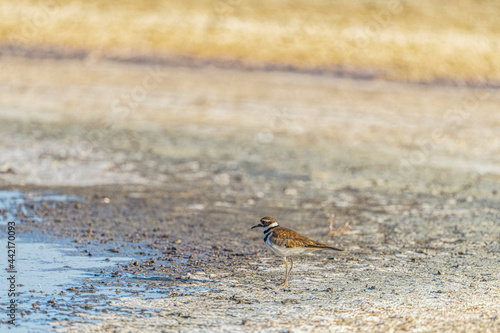 Kildeer Charadrius vociferus Room for Title on Mudflats photo