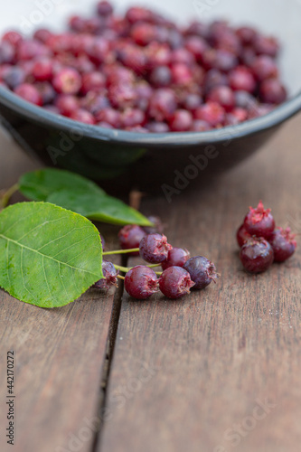 Schmackhafte  Felsenbirne Beeren 