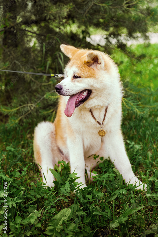 Akita Inu dog sitting happy in green forest with small yellow ball.