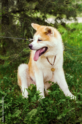 Akita Inu dog sitting happy in green forest with small yellow ball.
