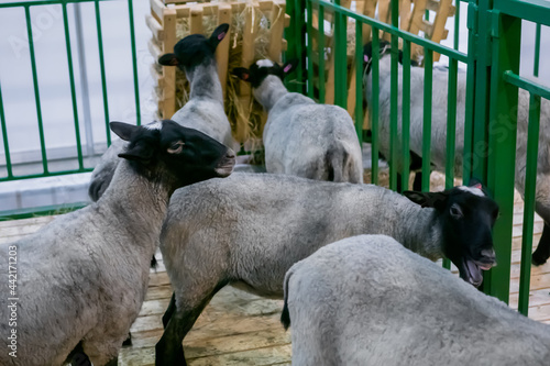 Flock of black and grey Romanov sheep at agricultural animal exhibition, small cattle trade show. Farming, agriculture industry, livestock and animal husbandry concept