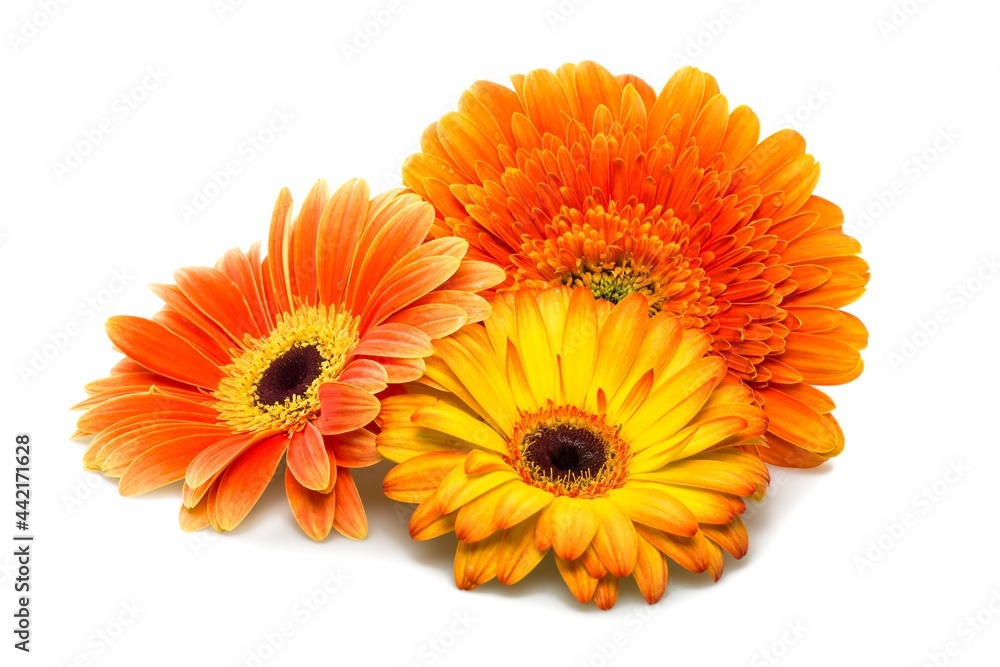 Yellow and Orange Gerbera Daisies Yellow and Orange Gerbera Daisies
