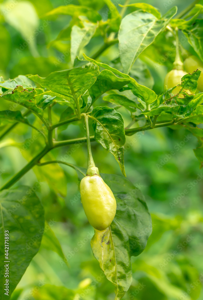 Fototapeta premium Sri lankan chillies on tree 