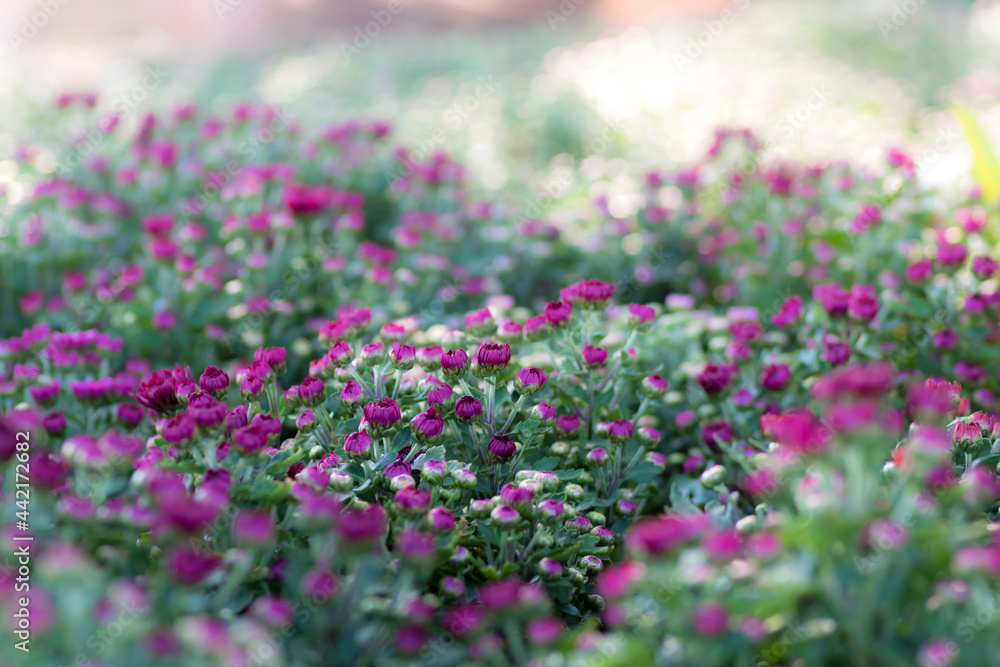 the flower bud of purple chrysanthemums in the garden, selective focus the flower bud of purple chrysanthemums in the garden, selective focus