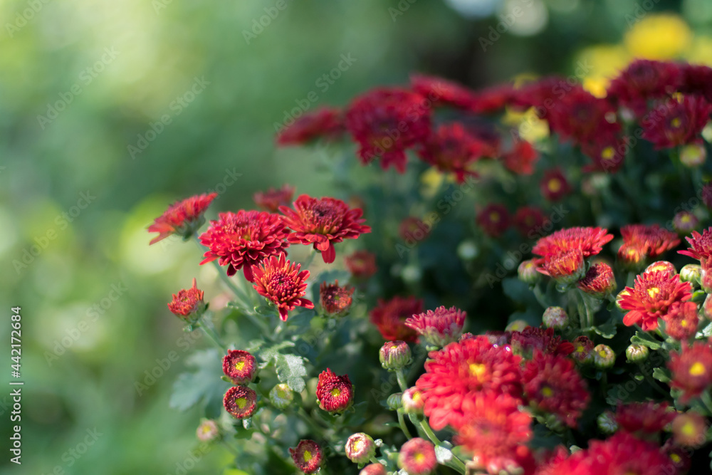 close-up image of red chrysanthemums blooming in the garden close-up image of red chrysanthemums blooming in the garden