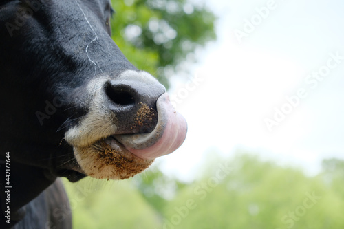 Black cow cleaning mineral off of white muzzle and nose with tongue, copy space on background. © ccestep8