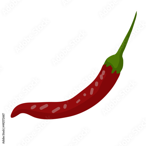 Fresh red hot chili pepper hand-drawn vector illustration. Farm fresh hot chili for vegatarian diet. Organic ingredient for salad. 