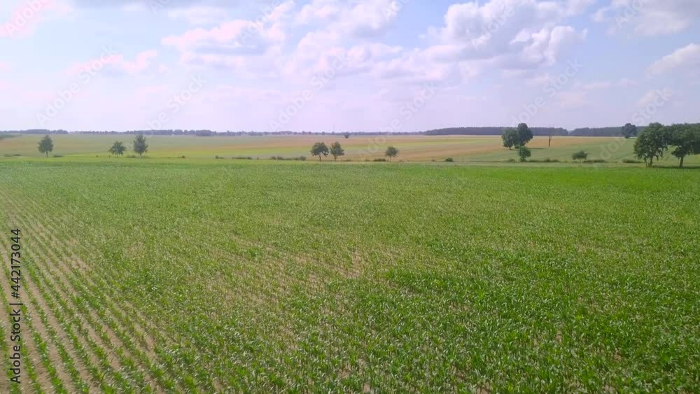 4k aerial with flight over young maize field. Agricultural landscape footage. 4k aerial with flight over young maize field. Agricultural landscape footage.