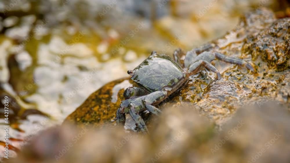 Carcinus maenas, green european crab on the stone shore. Adriatic coast. 4k. 50fps Carcinus maenas, green european crab on the stone shore. Adriatic coast. 4k. 50fps