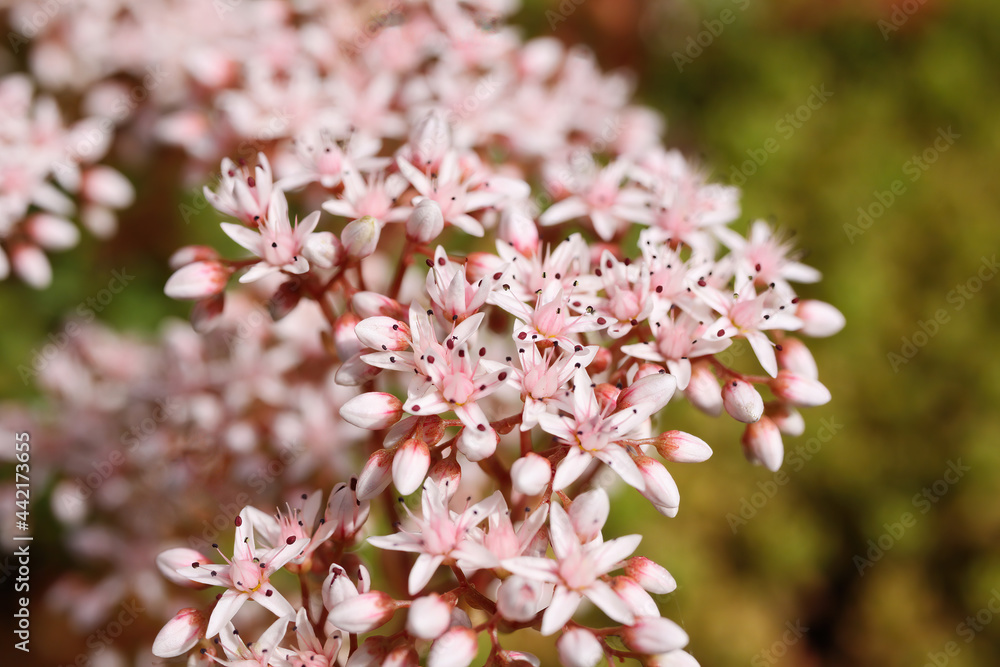 Closeup of blooming ground cover plant white stonecrop (sedum album) in german garden Closeup of blooming ground cover plant white stonecrop (sedum album) in german garden