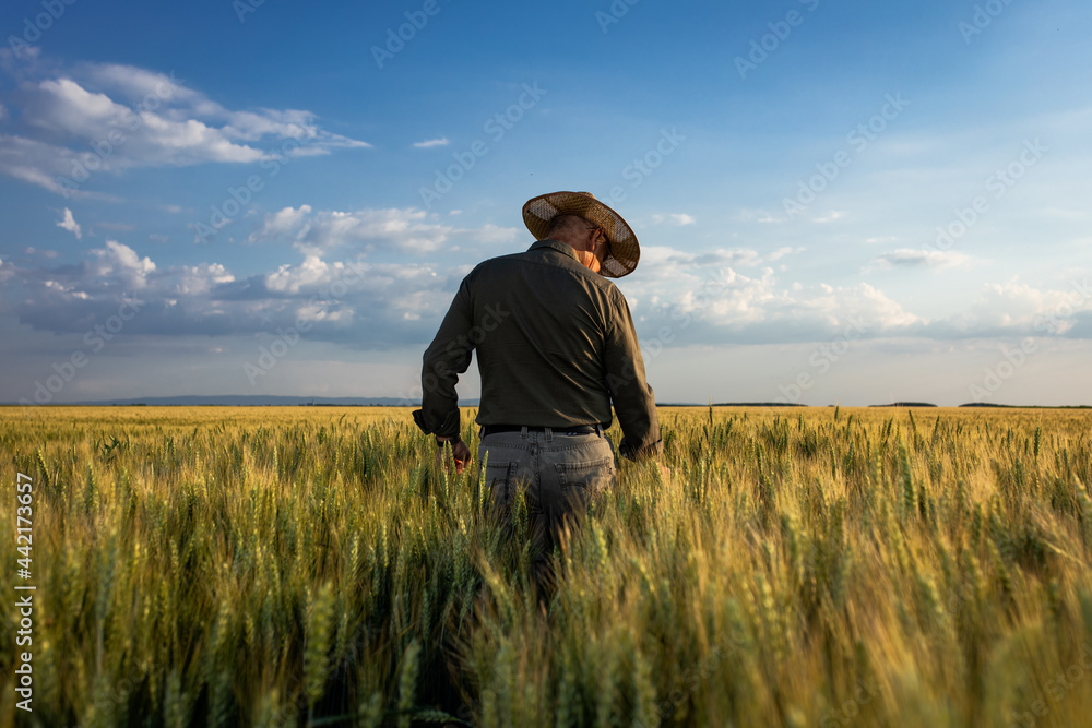 Senior farmer in wheat field examining crop at sunset. Senior farmer in wheat field examining crop at sunset.