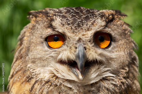Eagle owl on green background