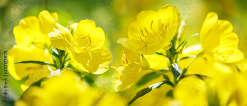 blooming yellow summer flowers