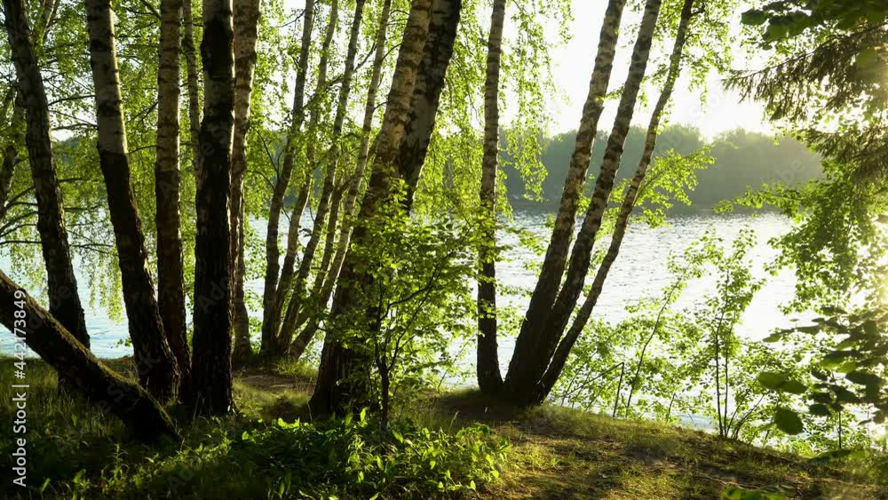 Spring birches illuminated by the setting sun on the shore of a beautiful lake with sunny reflections on the water Spring birches illuminated by the setting sun on the shore of a beautiful lake with sunny reflections on the water