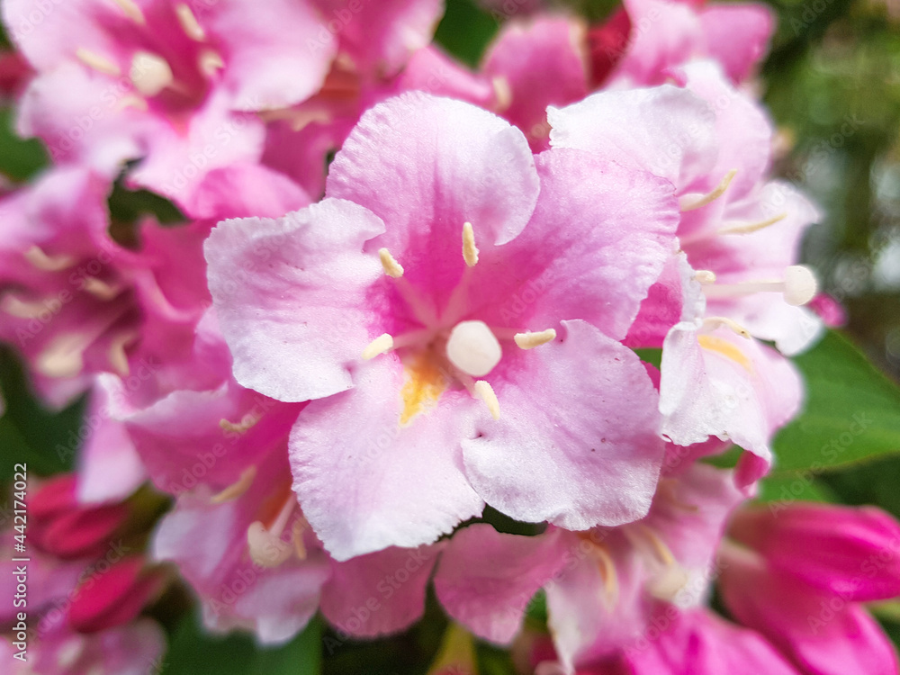 old fashioned weigela (in german Liebliche Weigelie) Weigela florida old fashioned weigela (in german Liebliche Weigelie) Weigela florida