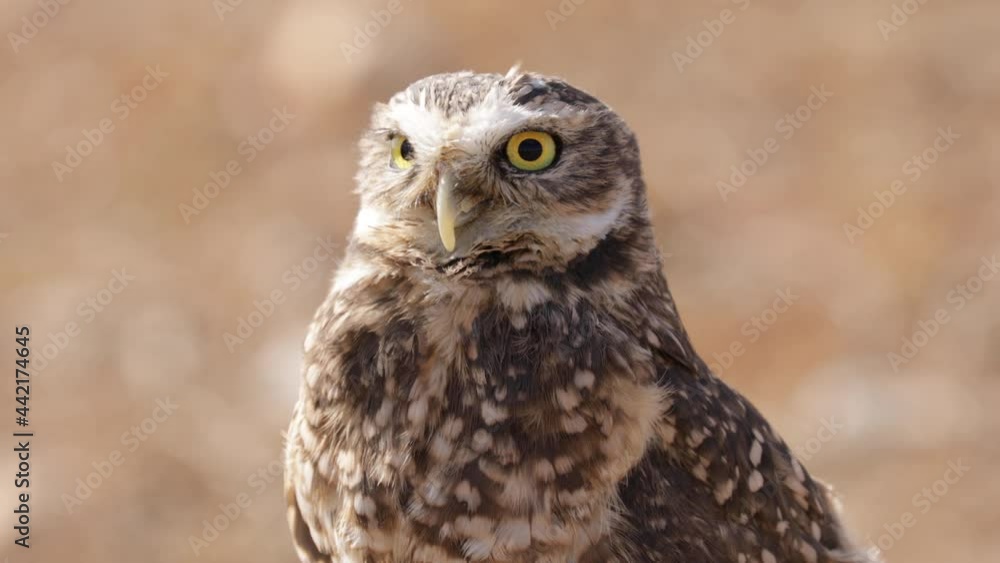 Cute Burrowing Owl looking out from his borrow Cute Burrowing Owl looking out from his borrow
