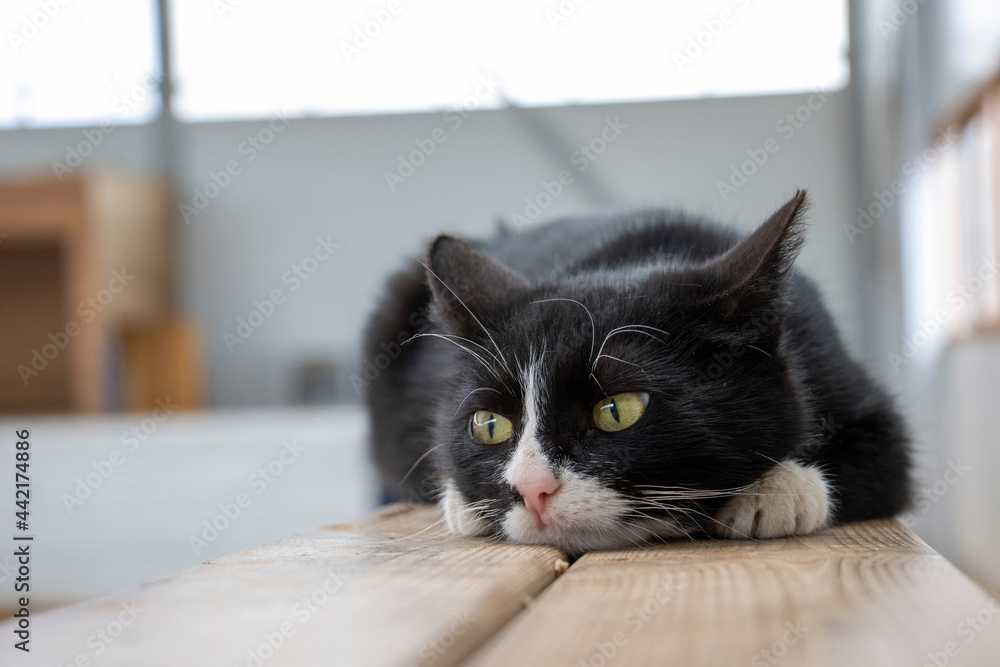 Black Young  Cat on the wooden table