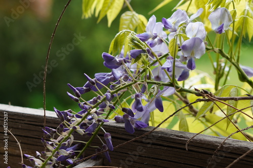 Blauregen mit Knospen und Blüten