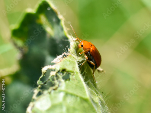 Close up of red pumpkin beetle 
(Raphidopalpa foveicollis) insect on the leaf in the garden. photo