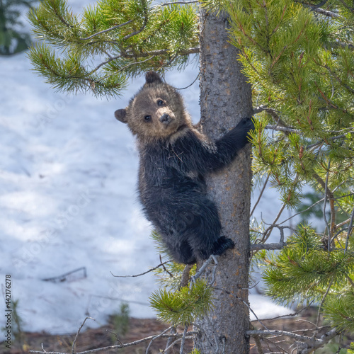 Grizzly Cub climbing a tree
