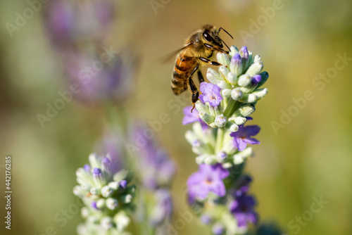 Biene im Lavendel © Rebecca