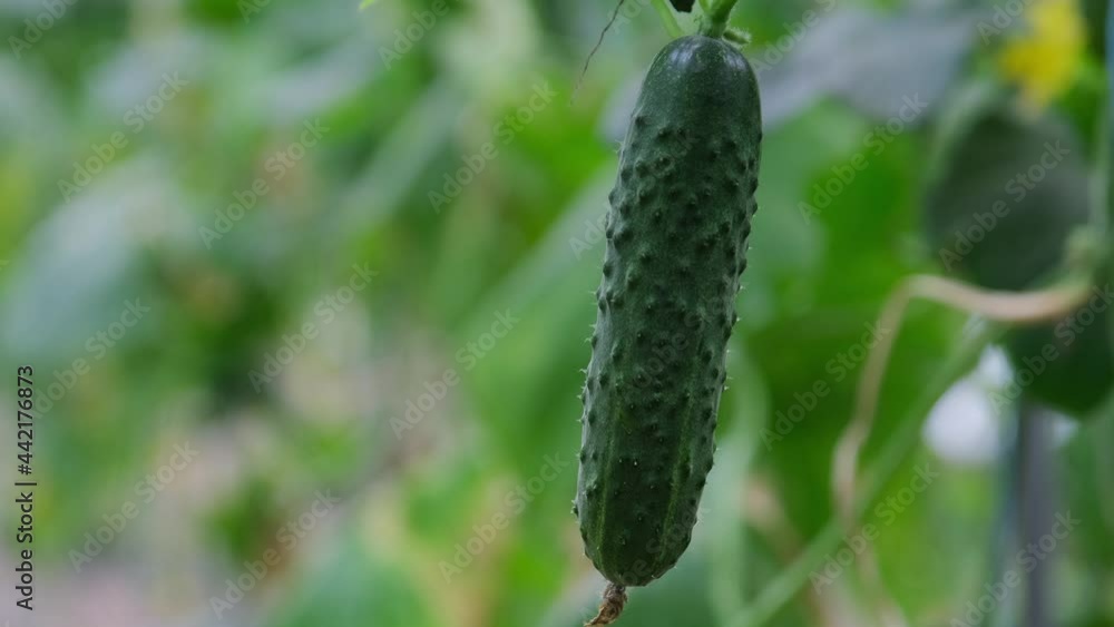 The ripened cucumbers grow in a greenhouse. Young green bushes with cucumbers. The growth and blooming of glasshouse cucumbers. Organic Farming. Healthy eating. Industrial vegetable production. The ripened cucumbers grow in a greenhouse. Young green bushes with cucumbers. The growth and blooming of glasshouse cucumbers. Organic Farming. Healthy eating. Industrial vegetable production.