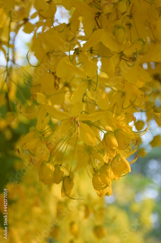 Ratchaphruek flower