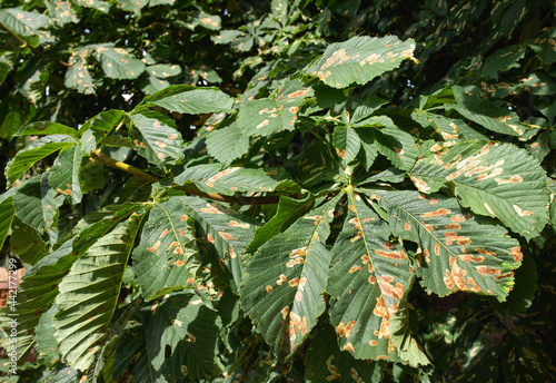 Chestnut leaves infested by a pest - The horse-chestnut leaf miner photo