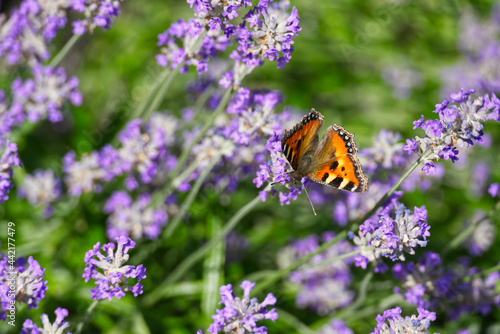 Canvas Print Small tortoiseshell butterfly (Aglais urticae) perched on lavender plant in Zuri