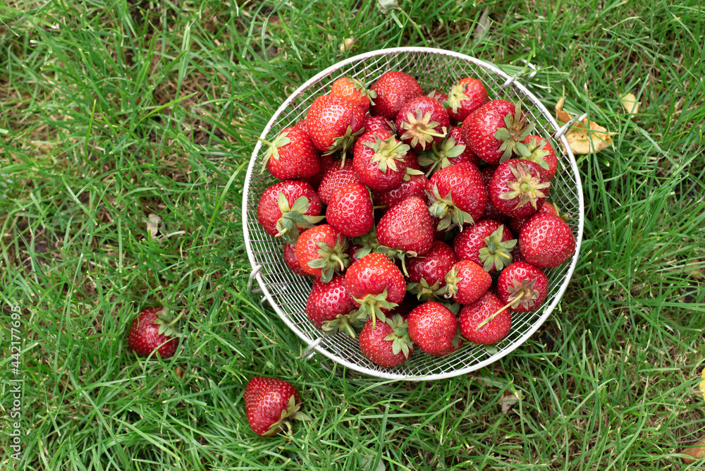 Harvested summer berries, fresh strawberries in a bowl on the grass. Harvested summer berries, fresh strawberries in a bowl on the grass.