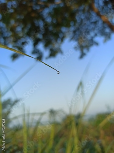Dew on the grass.