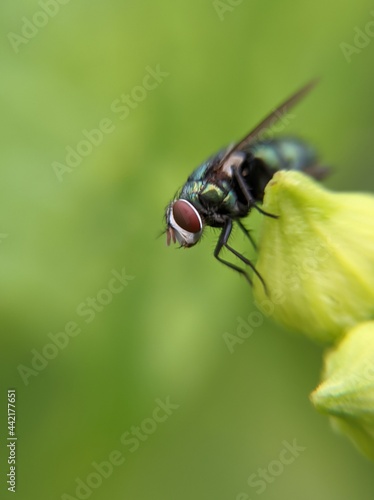 Beautiful flies