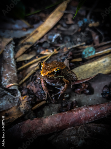 Beautiful Frog in jungle.
