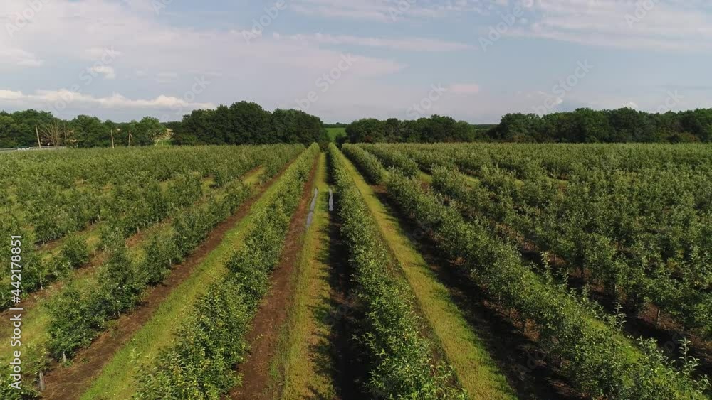 Aerial: farm, orchard, rows of fruit trees. Young seedlings of apple or peach trees. Aerial: farm, orchard, rows of fruit trees. Young seedlings of apple or peach trees.