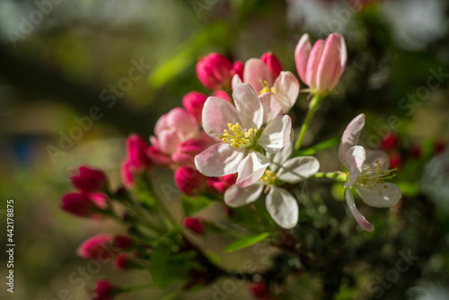Wild Cherry Blossoms with Red and Pink Colors photo