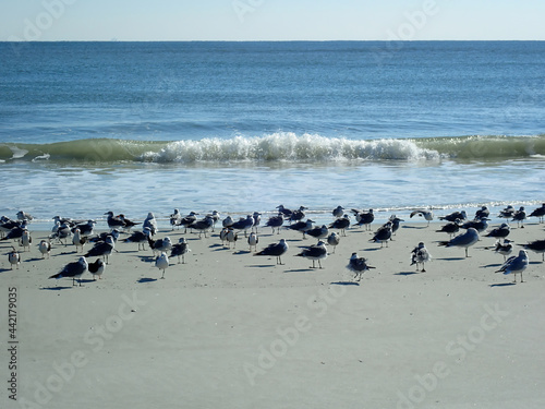 Seagulls resting on a sandy beach