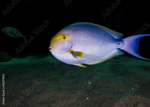 Closeup of a Surgeonfish side view, light blue body with yellow fins and face