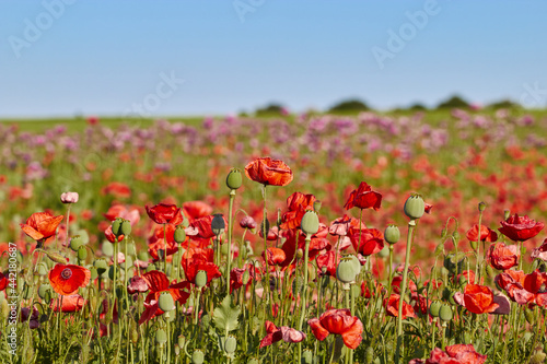 Red poppies. Green poppy heads. Poppy field. Against the blue sky.