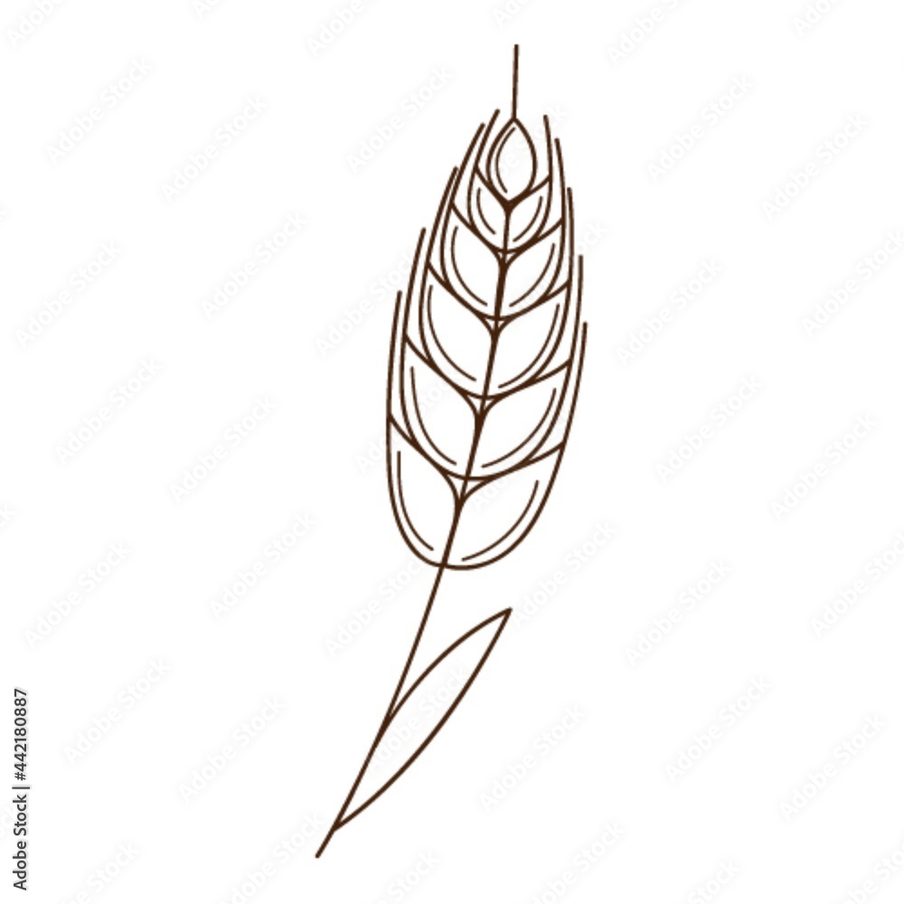 wheat, rye spikelet. A symbol of autumn, harvest. Design element with outline. Doodle, hand-drawn. Flat design. Black white vector illustration. Isolated on a white background. wheat, rye spikelet. A symbol of autumn, harvest. Design element with outline. Doodle, hand-drawn. Flat design. Black white vector illustration. Isolated on a white background.